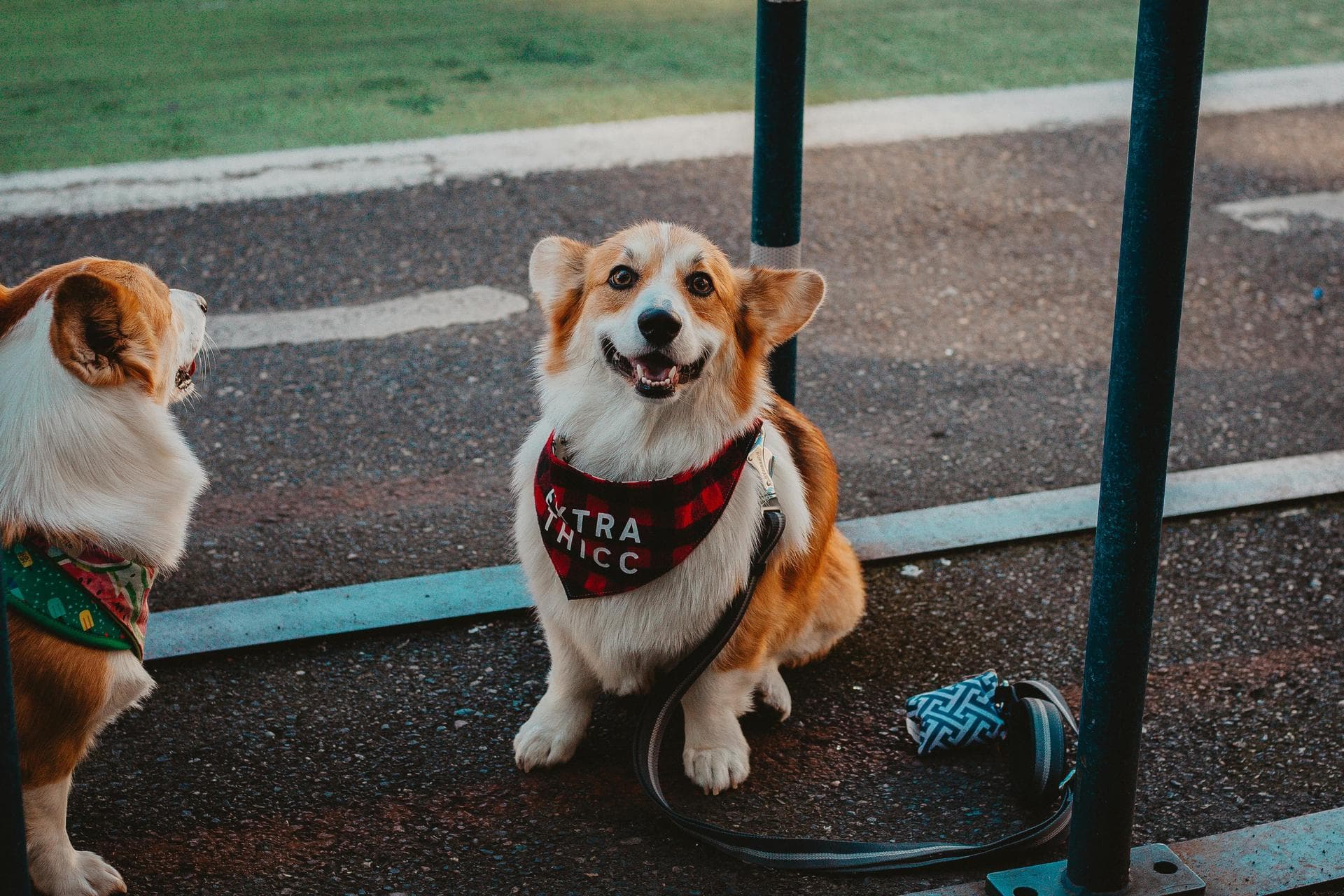 Emergency vets in Nixa